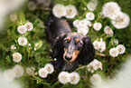 sitting Rabbit-Dachshund