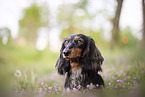 Rabbit-Dachshund Portrait