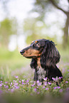 Rabbit-Dachshund Portrait