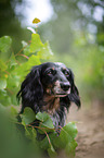 longhaired dachshund portrait
