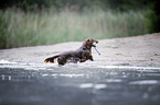 dachshund runs into the water