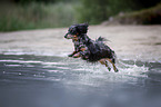dachshund runs into the water