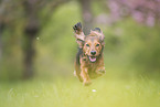 longhaired Dachshund