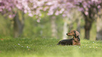 longhaired Dachshund