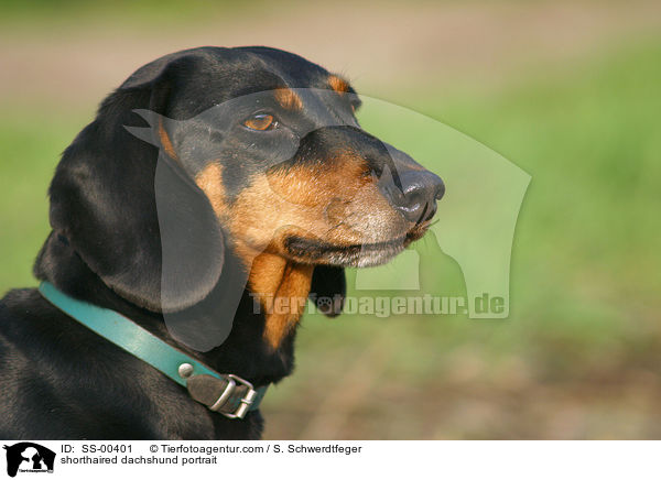 shorthaired dachshund portrait / SS-00401