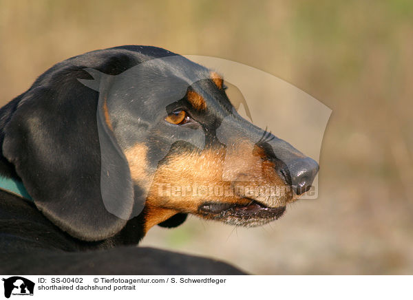 shorthaired dachshund portrait / SS-00402