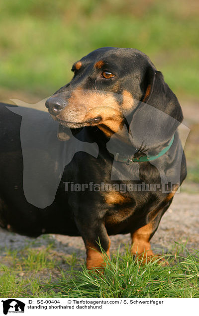 standing shorthaired dachshund / SS-00404