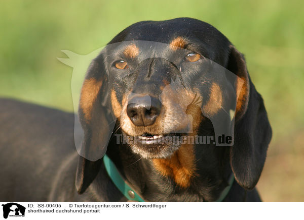 shorthaired dachshund portrait / SS-00405