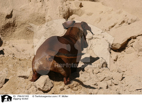 buddelnder Dackel / digging teckel / PM-02165
