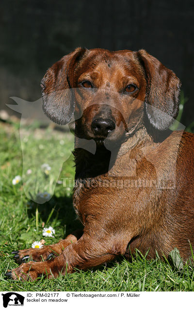 Dackel auf Wiese / teckel on meadow / PM-02177