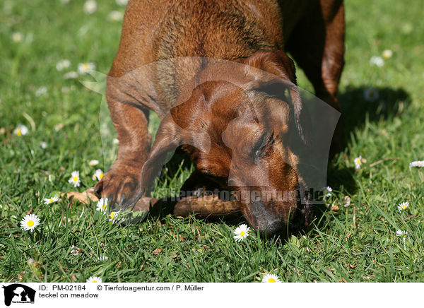 Dackel auf Wiese / teckel on meadow / PM-02184