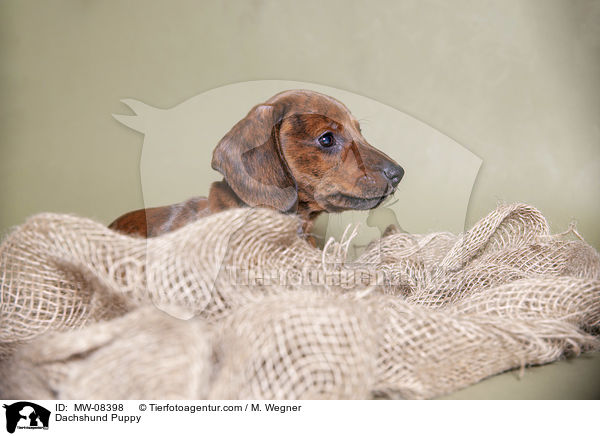 Dackel Welpe / Dachshund Puppy / MW-08398