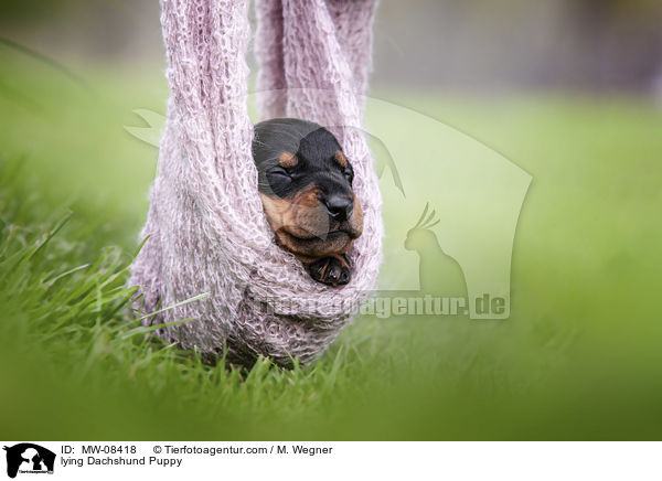 liegender Dackelwelpe / lying Dachshund Puppy / MW-08418