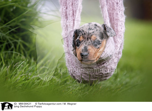 liegender Dackelwelpe / lying Dachshund Puppy / MW-08421