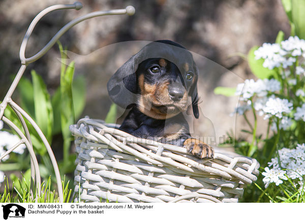 Dackelwelpe im Krbchen / Dachshund Puppy in the basket / MW-08431