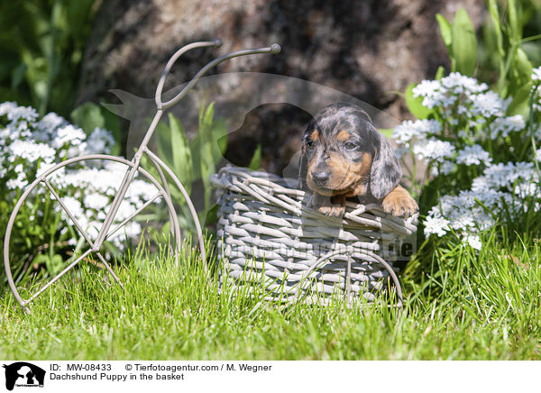 Dackelwelpe im Krbchen / Dachshund Puppy in the basket / MW-08433