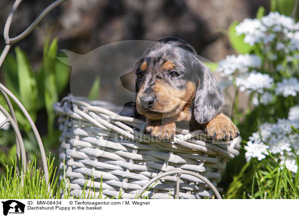 Dackelwelpe im Krbchen / Dachshund Puppy in the basket / MW-08434