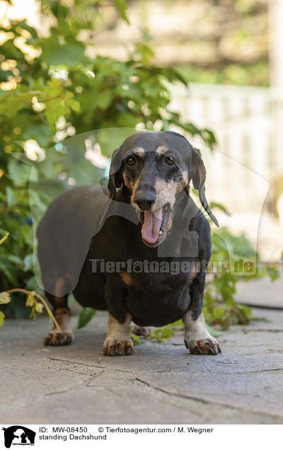 stehender Dackel / standing Dachshund / MW-08450