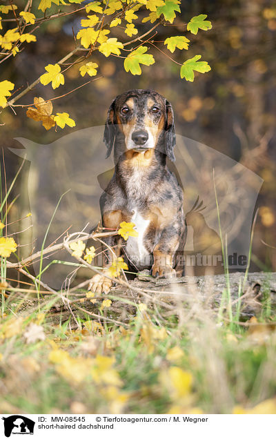Kurzhaardackel / short-haired dachshund / MW-08545