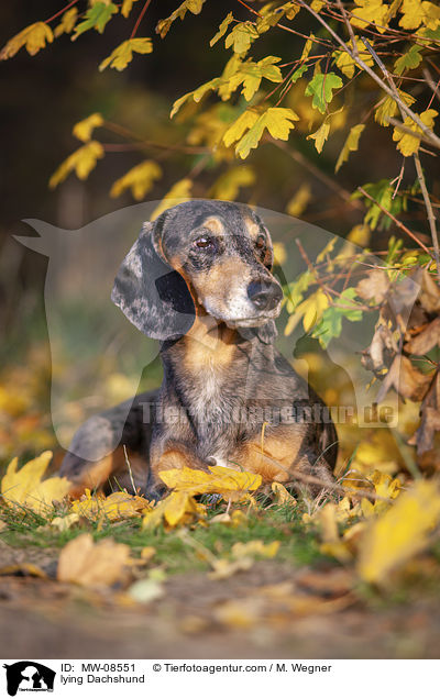 liegender Dackel / lying Dachshund / MW-08551