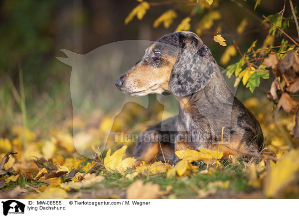 liegender Dackel / lying Dachshund / MW-08555