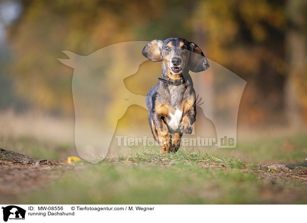rennender Dackel / running Dachshund / MW-08556