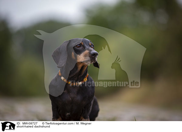 Kurzhaardackel / short-haired dachshund / MW-08727