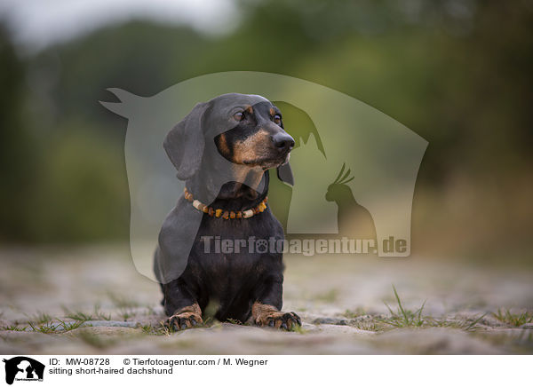 sitzender Kurzhaardackel / sitting short-haired dachshund / MW-08728