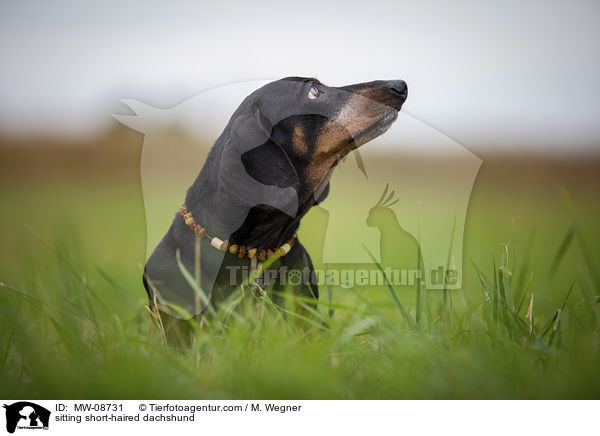 sitzender Kurzhaardackel / sitting short-haired dachshund / MW-08731