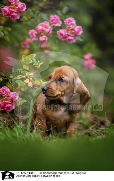 Dackelwelpe zwischen Rosenblten / Dachshund puppy between roses / MW-14350