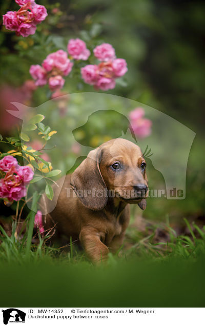 Dachshund puppy between roses / MW-14352