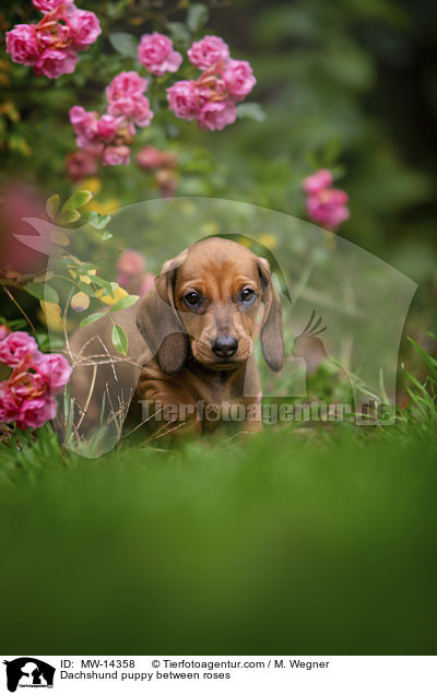 Dachshund puppy between roses / MW-14358