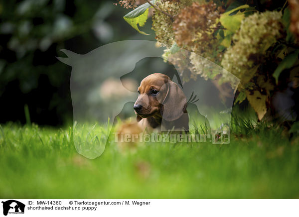 Kurzhaar Dackel Welpe / shorthaired dachshund puppy / MW-14360
