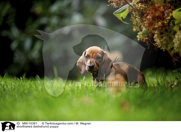 Kurzhaar Dackel Welpe / shorthaired dachshund puppy / MW-14361
