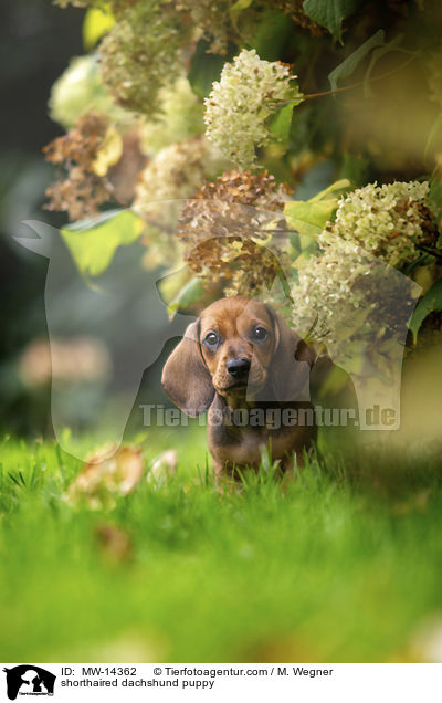 Kurzhaar Dackel Welpe / shorthaired dachshund puppy / MW-14362