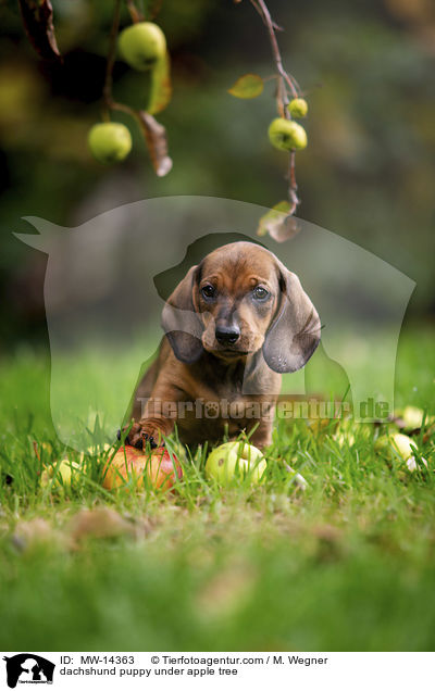 Dackelwelpe unter Apfelbaum / dachshund puppy under apple tree / MW-14363