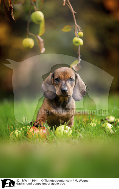 Dackelwelpe unter Apfelbaum / dachshund puppy under apple tree / MW-14364