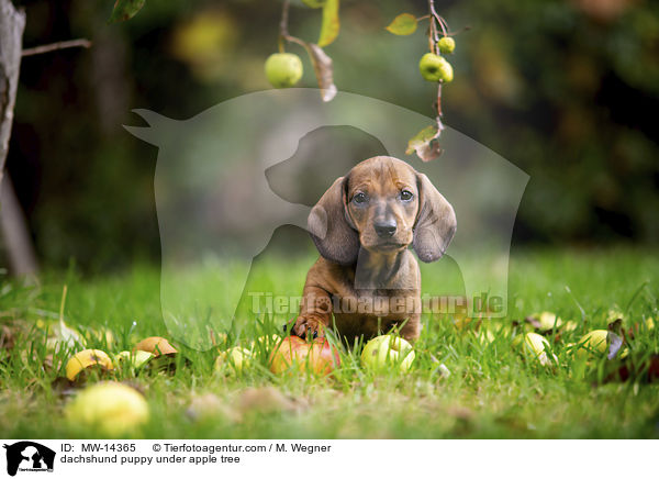 Dackelwelpe unter Apfelbaum / dachshund puppy under apple tree / MW-14365