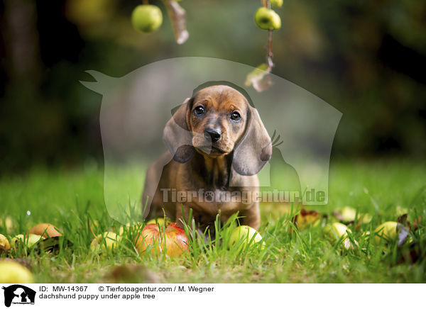 Dackelwelpe unter Apfelbaum / dachshund puppy under apple tree / MW-14367