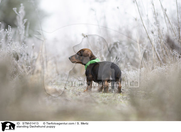 stehender Dackelwelpe / standing Dachshund puppy / STM-01413