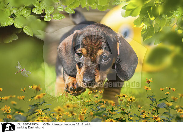 laufender Kurzhaardackel / walking Dachshund / SST-19924