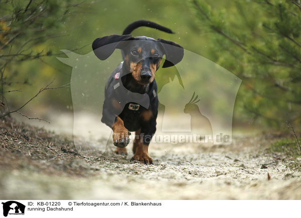 rennender Kurzhaardackel / running Dachshund / KB-01220