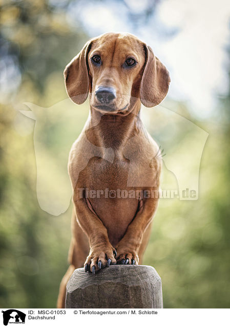 Kurzhaardackel / Dachshund / MSC-01053