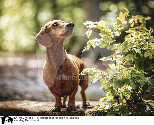 stehender Kurzhaardackel / standing Dachshund / MSC-01055