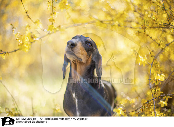 Kurzhaardackel / shorthaired Dachshund / MW-29818