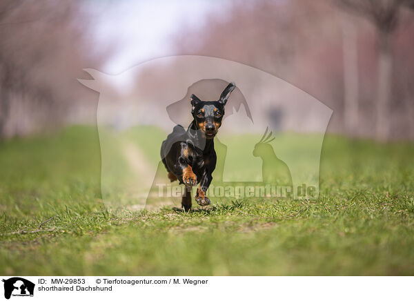 Kurzhaardackel / shorthaired Dachshund / MW-29853