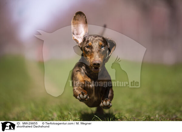 Kurzhaardackel / shorthaired Dachshund / MW-29855