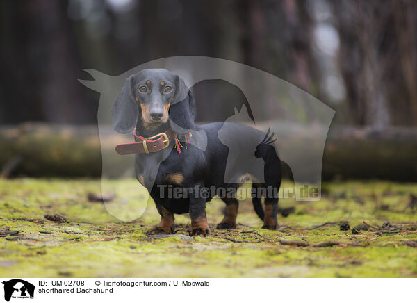 shorthaired Dachshund / UM-02708