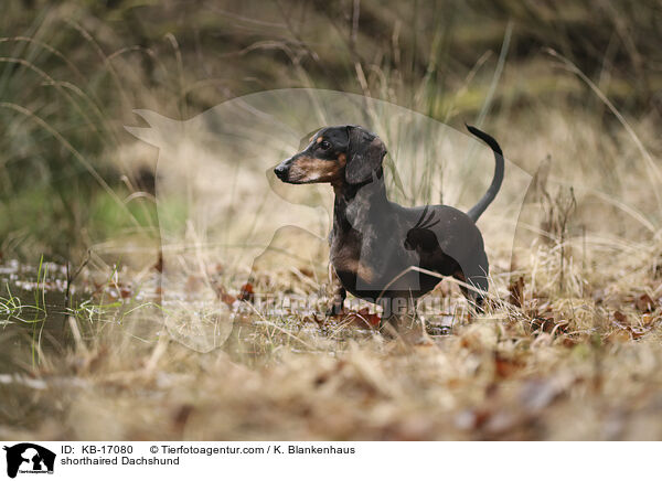 Kurzhaardackel / shorthaired Dachshund / KB-17080