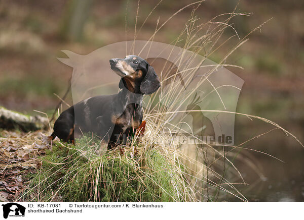 shorthaired Dachshund / KB-17081